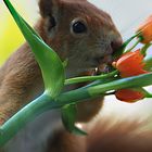 Die letzte Blume.......Unser Haus- und Hofeichhörnchen hat sie gepflückt