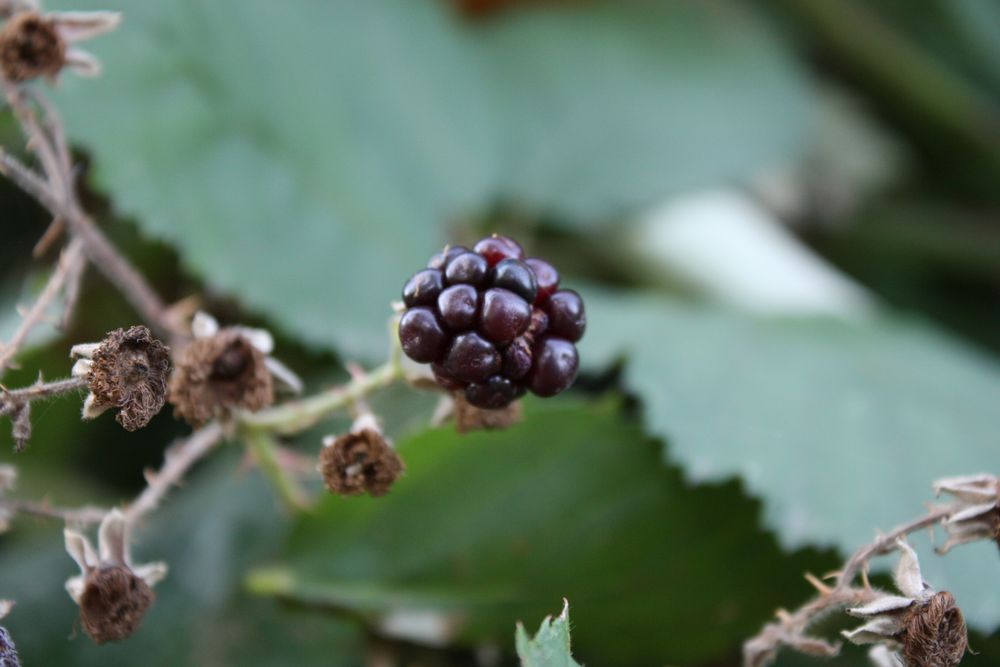 die letzte Brombeere am Wegrand