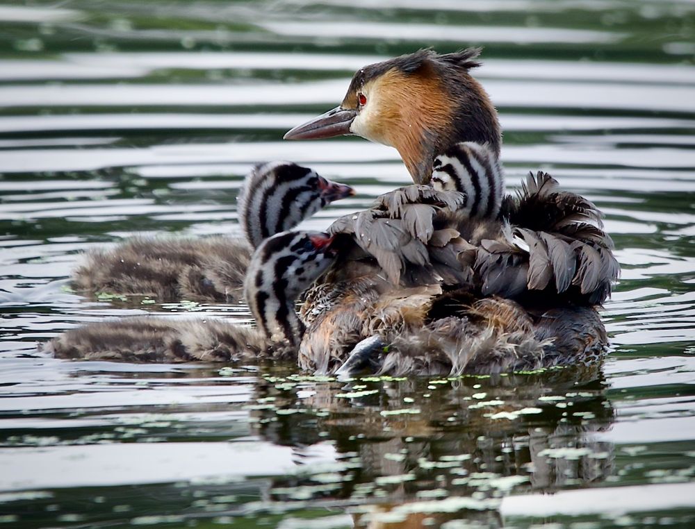 Die letzte Brut für dieses Jahr......