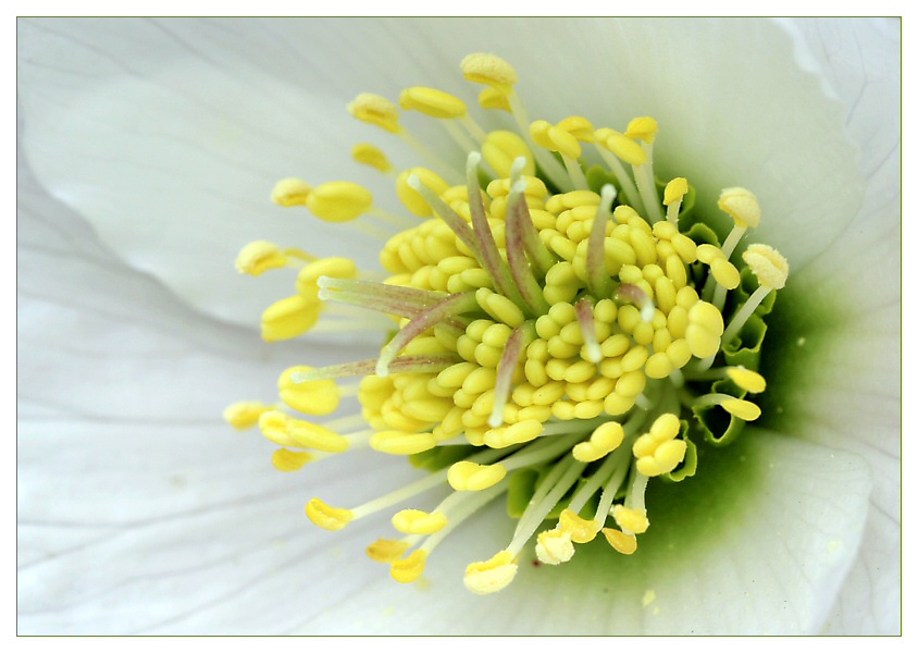 die letzte Christrose