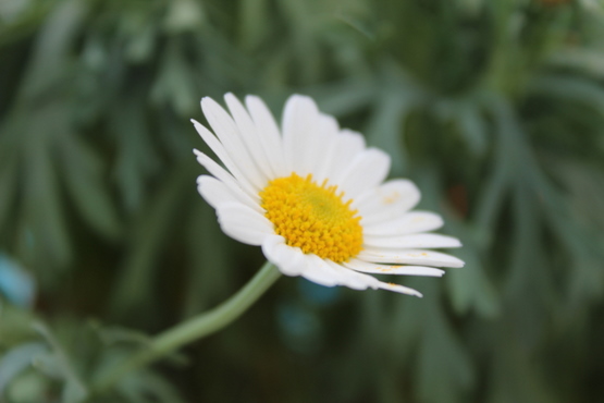 die letzte Chrysantheme