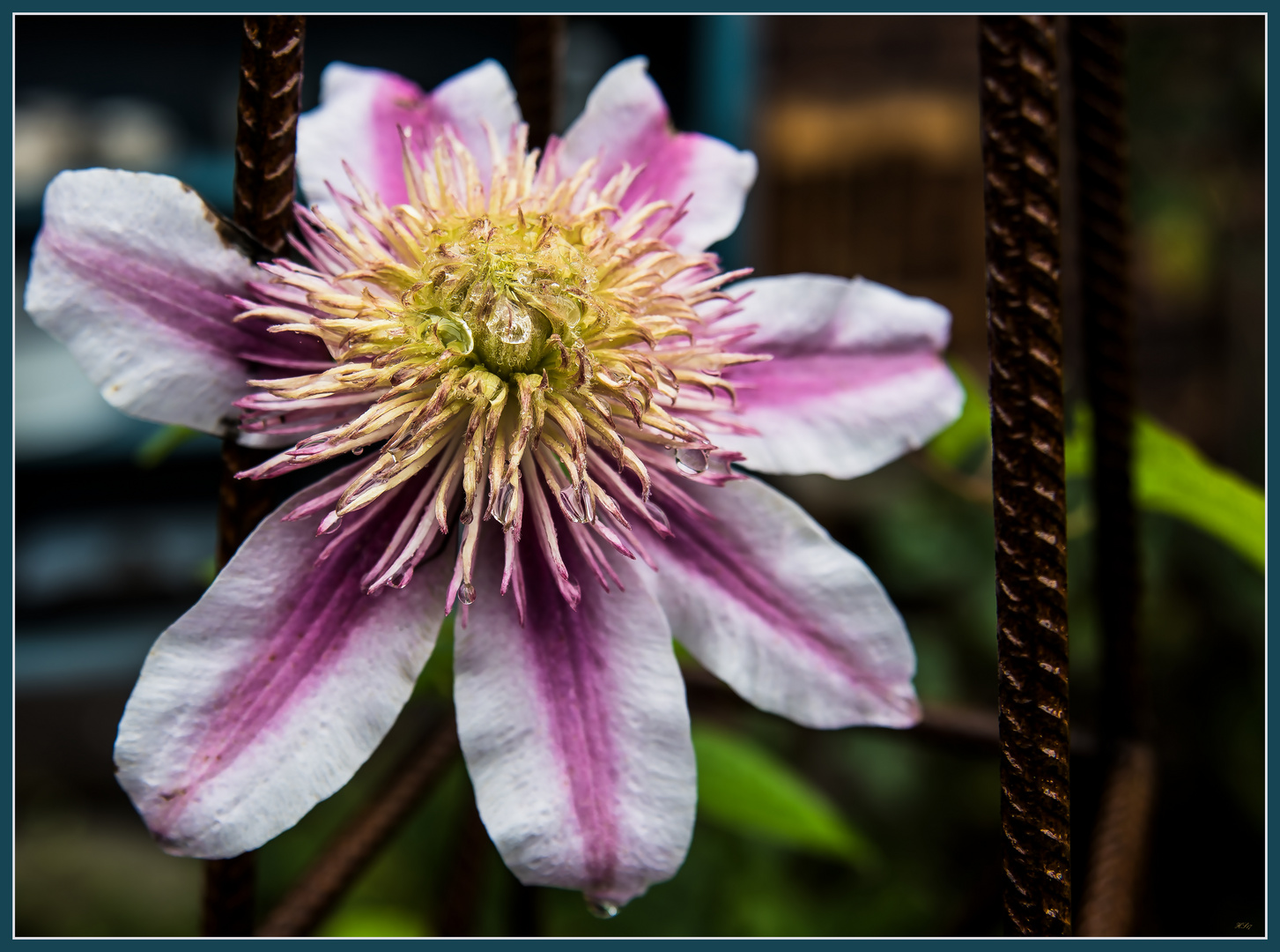 Die letzte Clematis in diesem Jahr