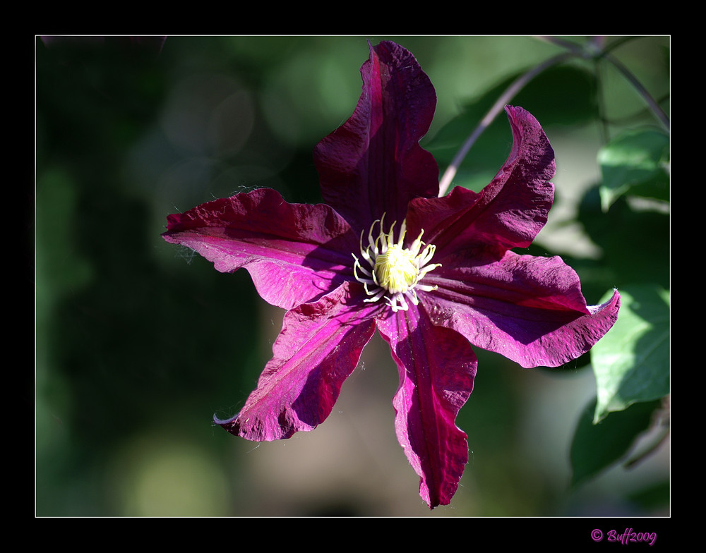 Die letzte Clematis ;O)