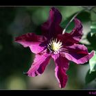 Die letzte Clematis ;O)