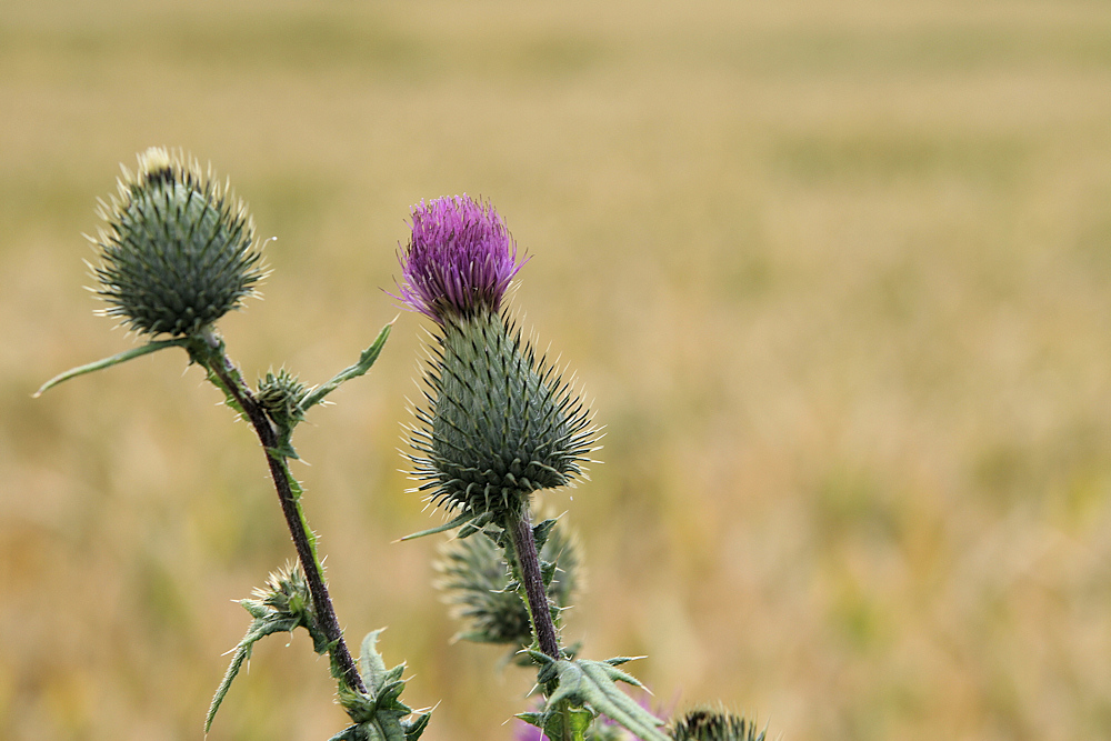 Die letzte Distel für heute