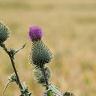 Die letzte Distel für heute