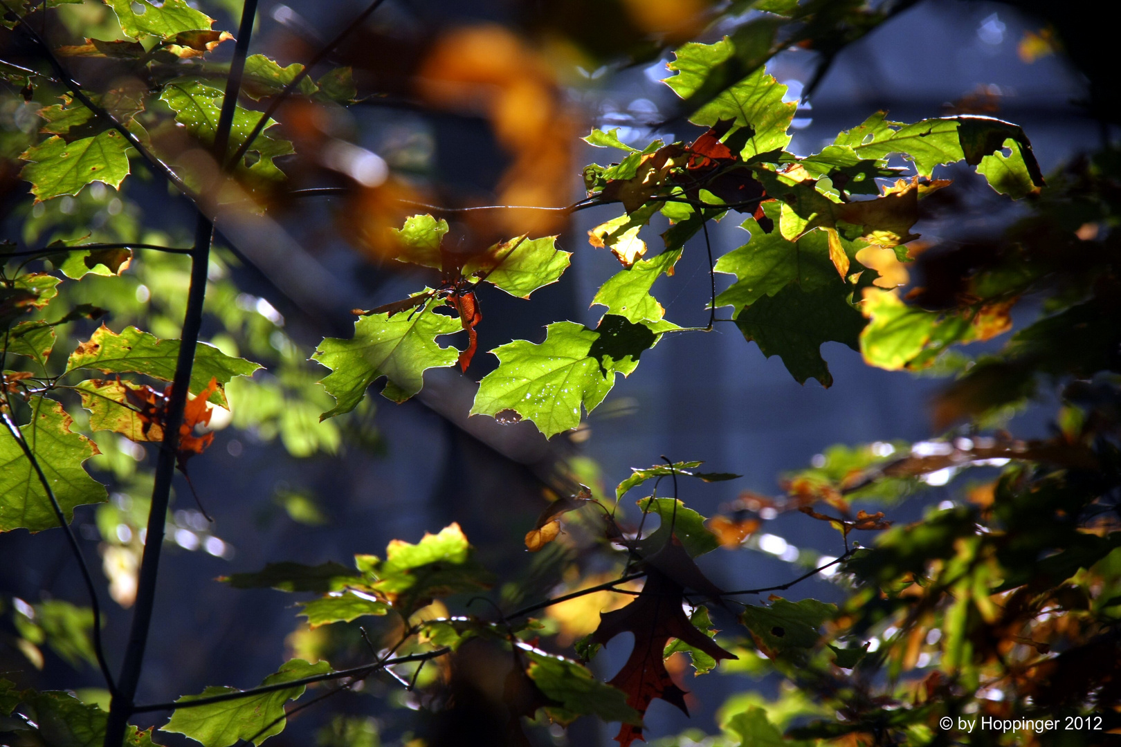 Die letzte Erregung des Chlorophyll