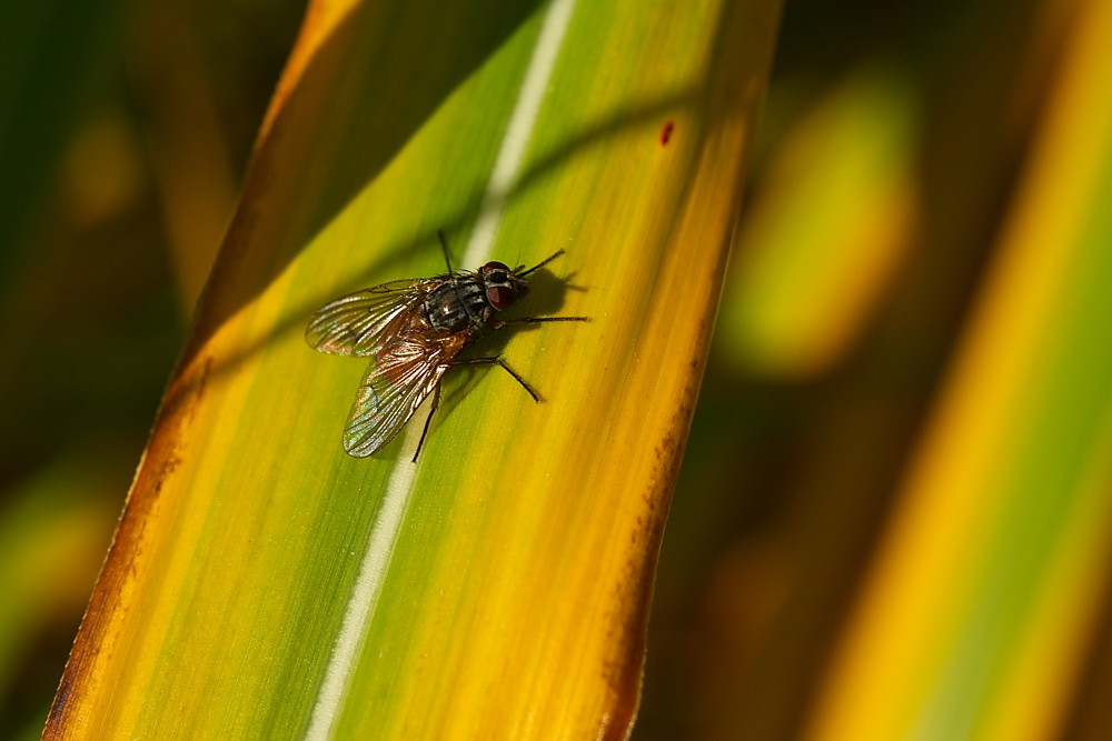 Die letzte Fliege im Herbst