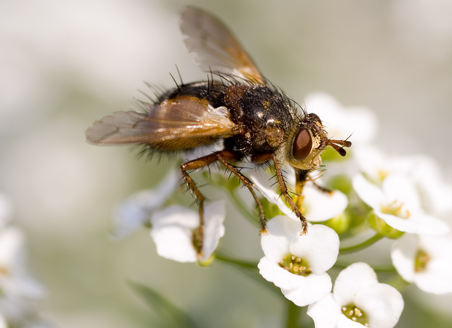 die letzte Fliege im Steingarten