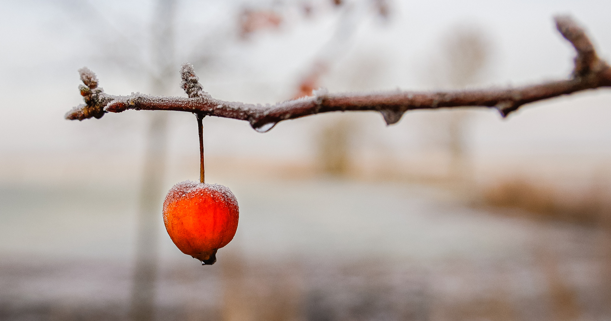 Die letzte Frucht