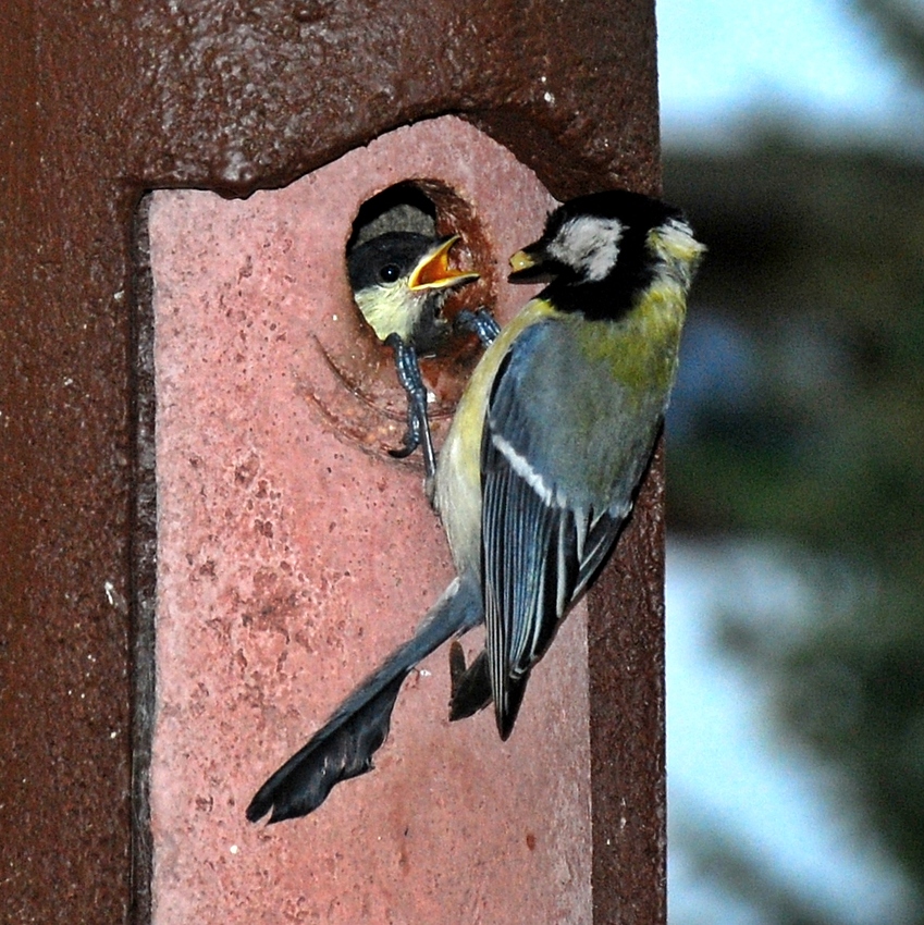 die letzte Fütterung im Nest...