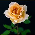 Die letzte Gartenrose 2014 ......