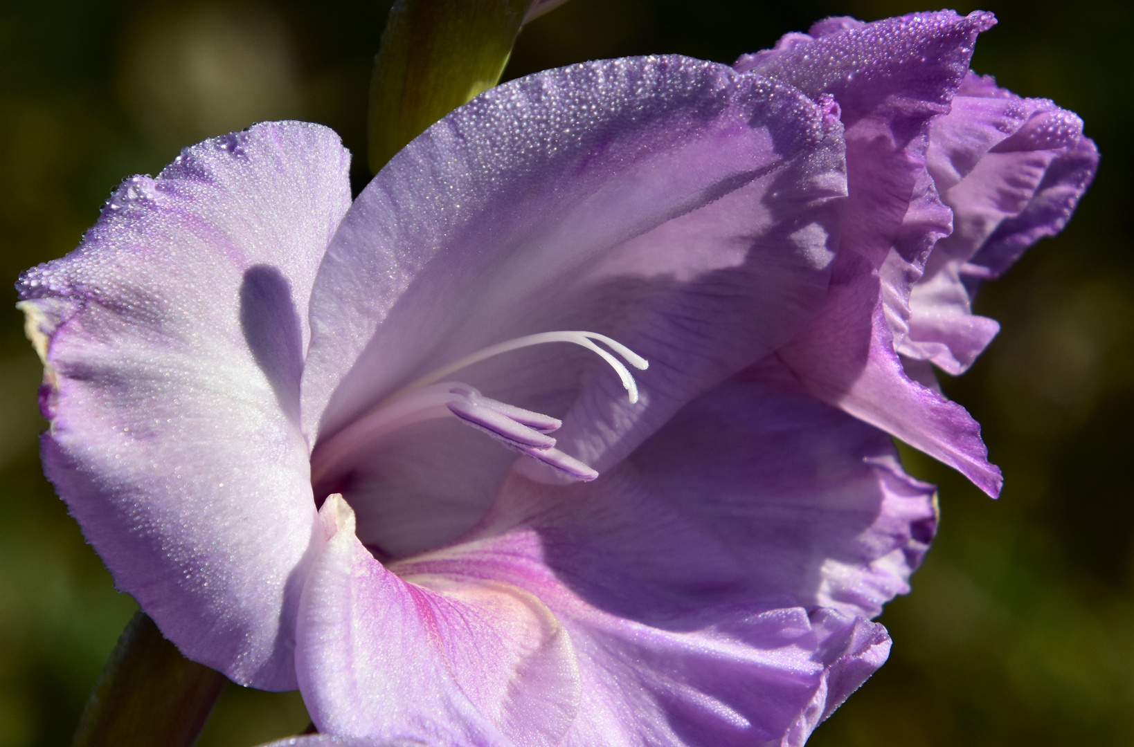 Die letzte Gladiolenblüte im Garten 