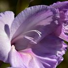 Die letzte Gladiolenblüte im Garten 