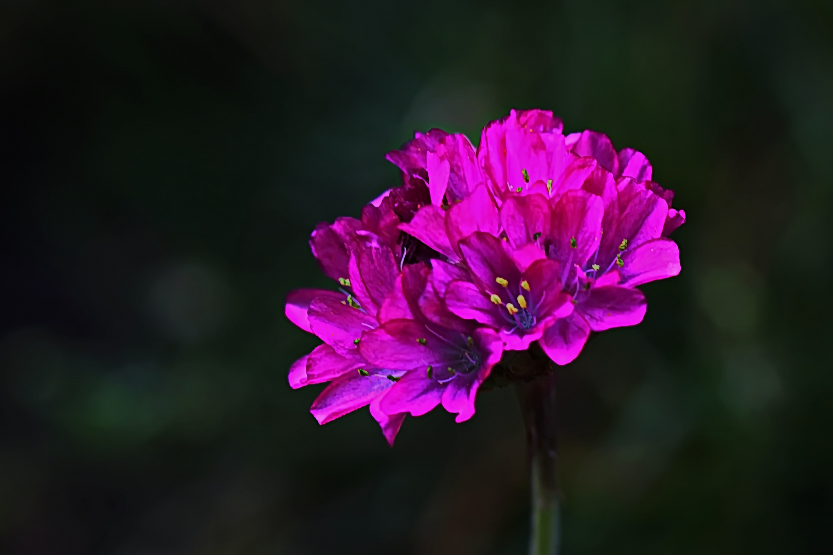 die letzte Grasnelkenblüte aus unserem Garten