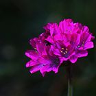 die letzte Grasnelkenblüte aus unserem Garten