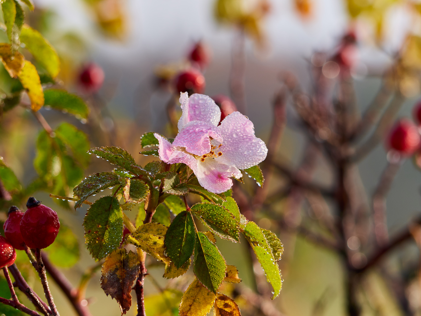 Die letzte Hagebuttenblüte 