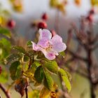 Die letzte Hagebuttenblüte 