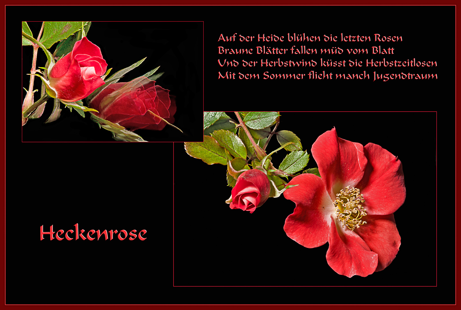 Die letzte Heckenrose