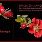 Die letzte Heckenrose