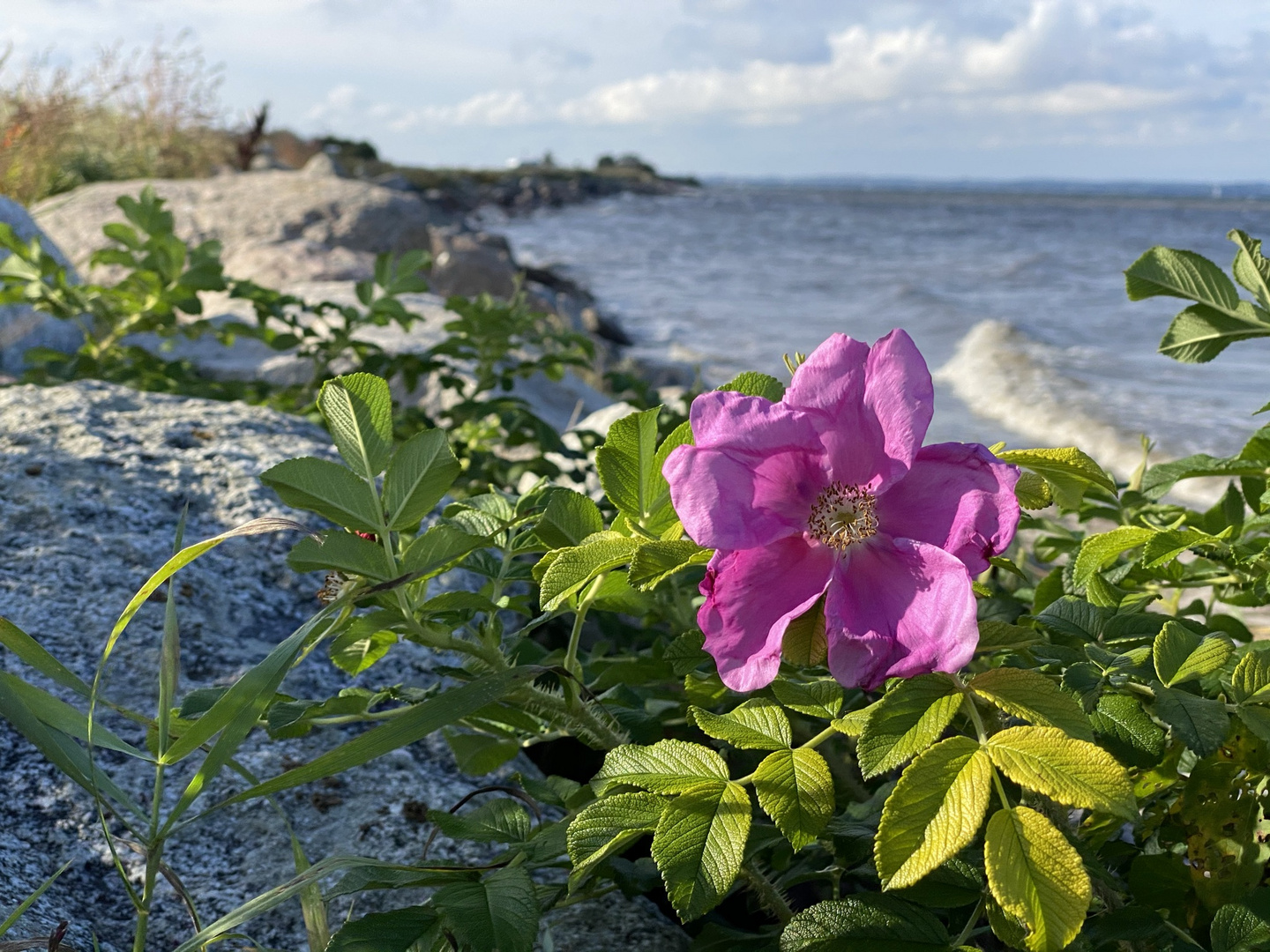 Die letzte Heckenrose am Strand von Langballigau