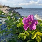 Die letzte Heckenrose am Strand von Langballigau