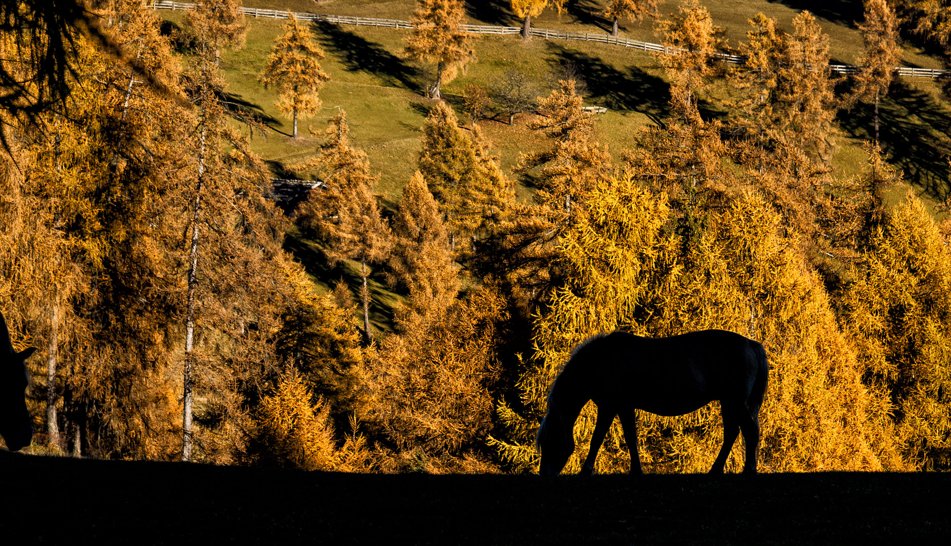 Die letzte Herbstsonne