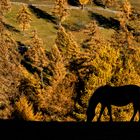 Die letzte Herbstsonne