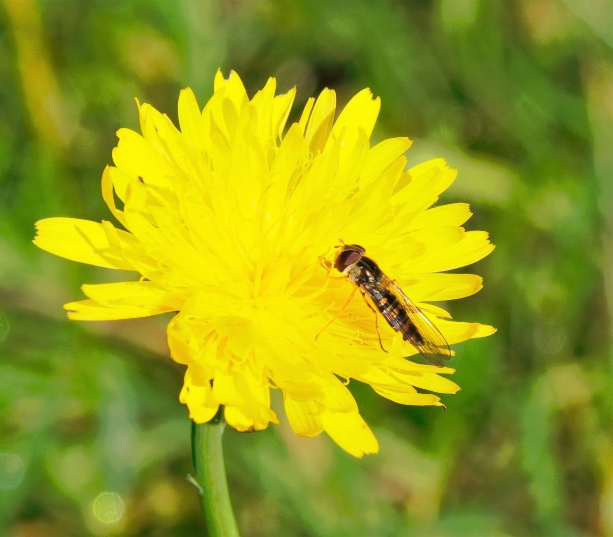 die letzte Herbstsonne