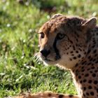 Die letzte Herbstsonne im Allwetterzoo Münster