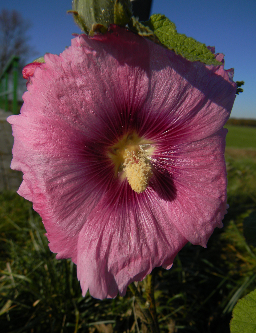 Die letzte Hibiskusblüte