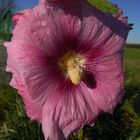 Die letzte Hibiskusblüte