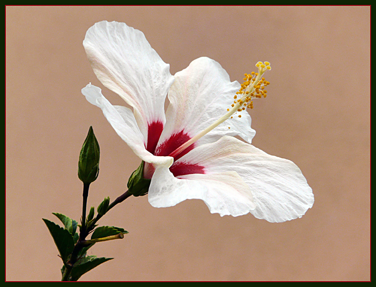 Die letzte Hibiskusblüte.....