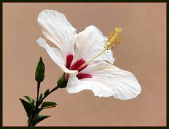 Die letzte Hibiskusblüte.....