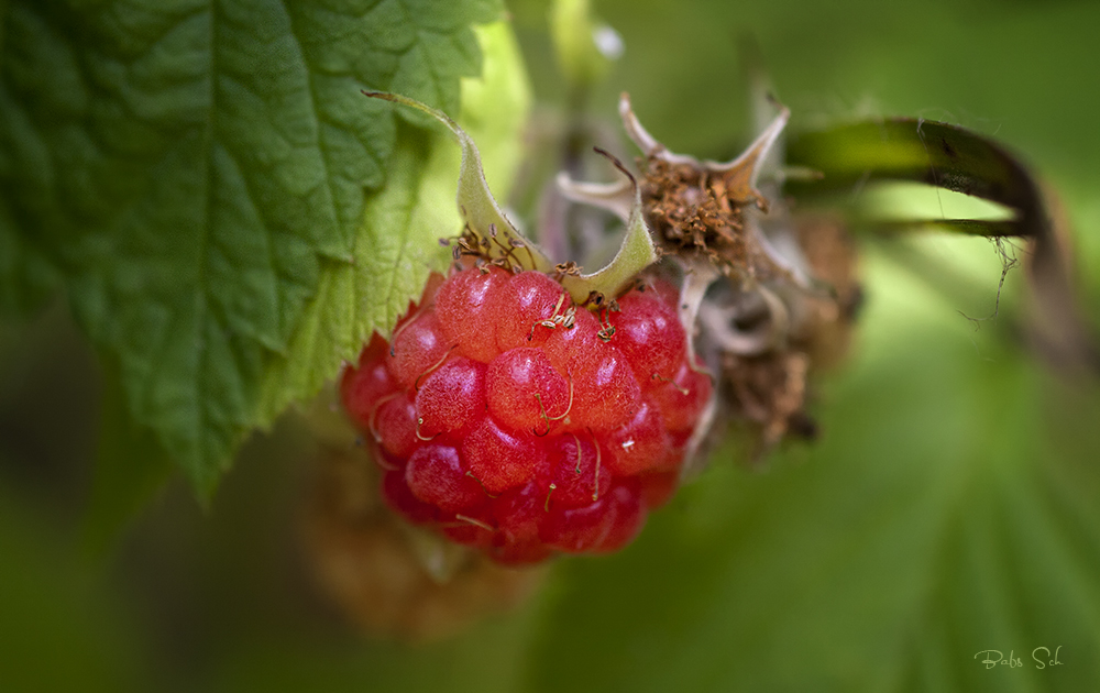 Die letzte Himbeere