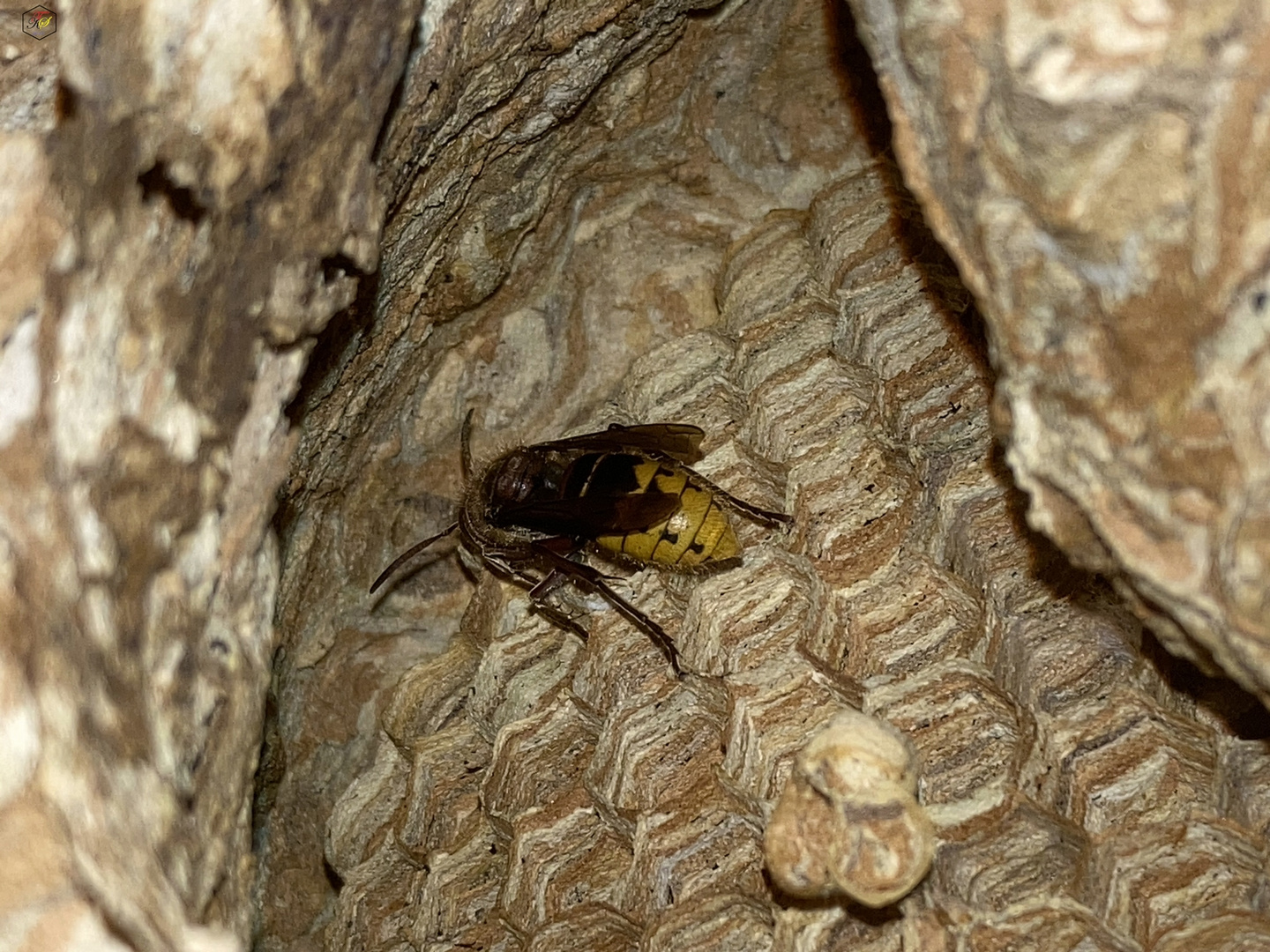 Die letzte Hornisse im Nest...