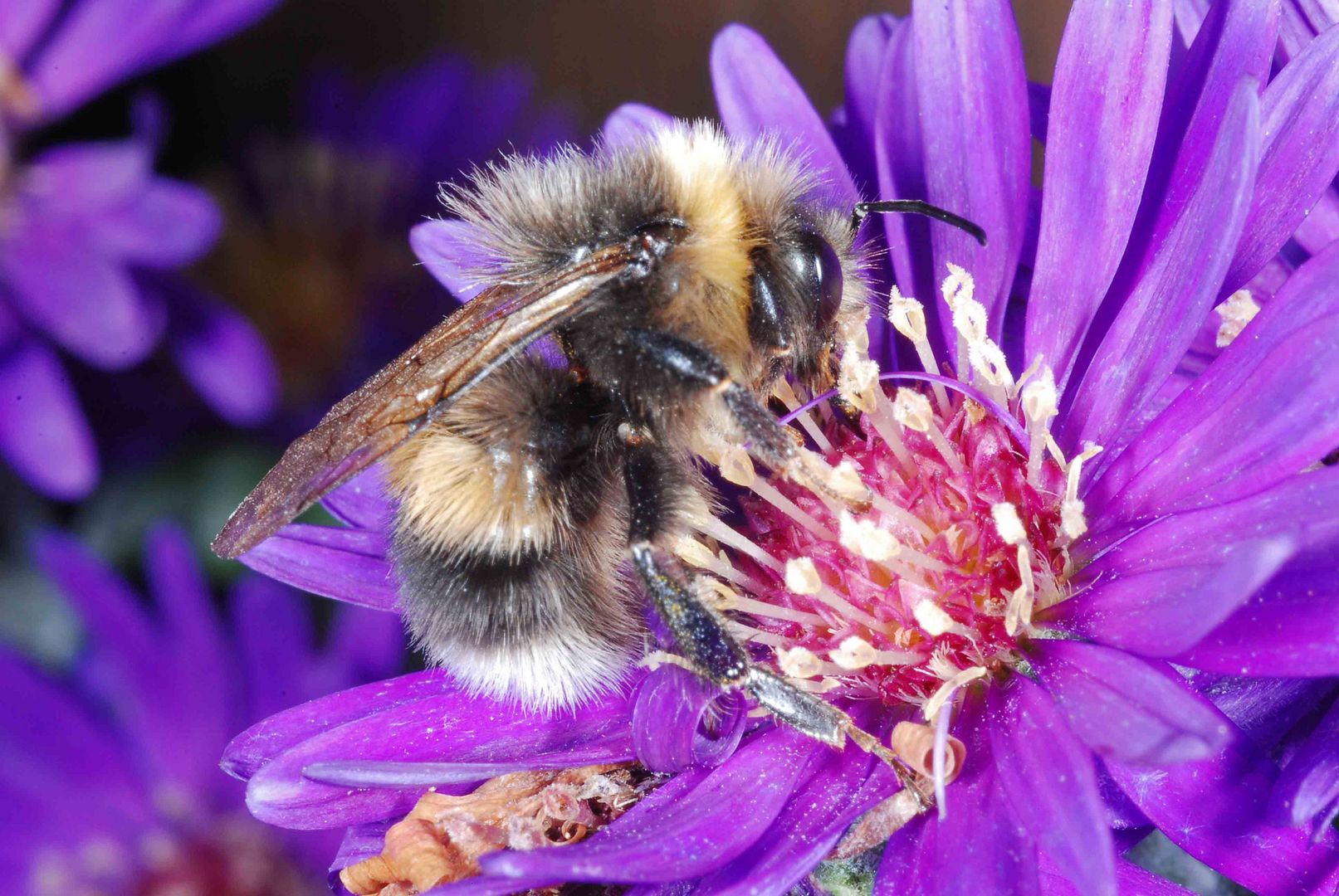 Die letzte Hummel 2