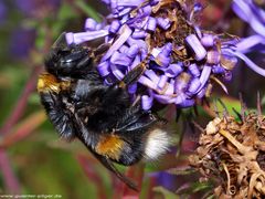 Die letzte Hummel