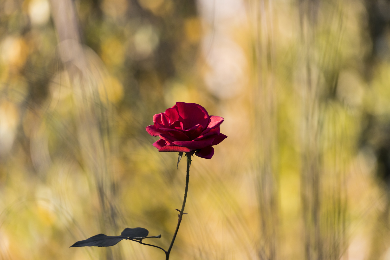 Die letzte im Garten................