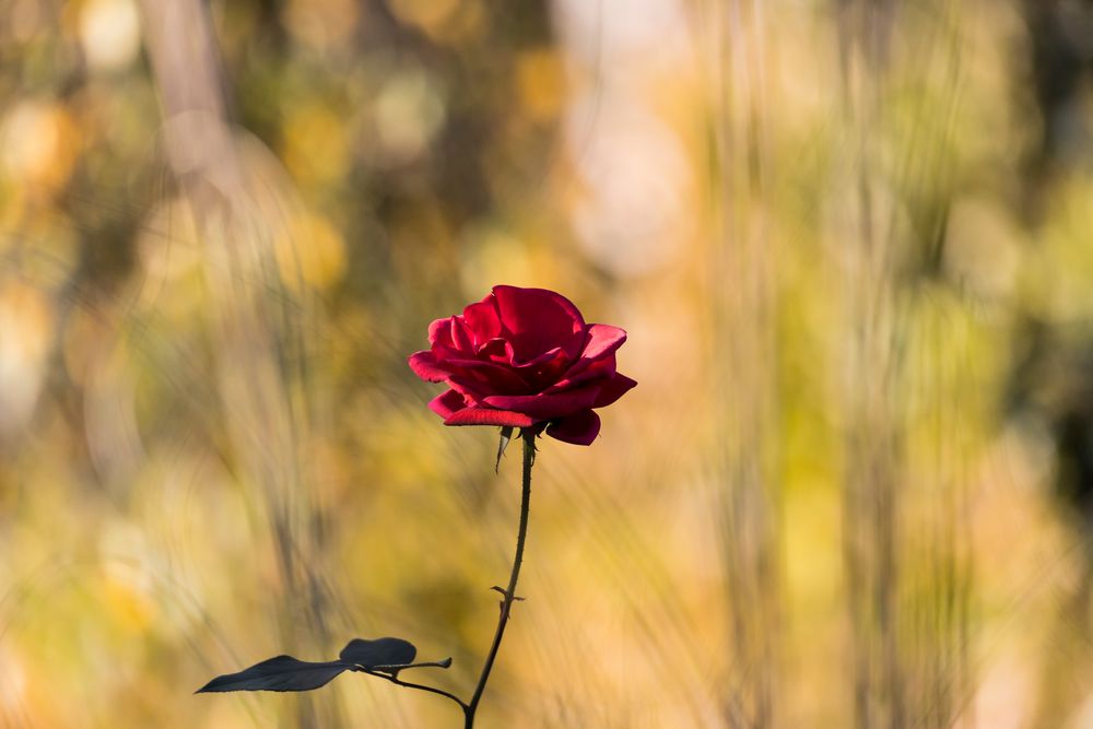 Die letzte im Garten................