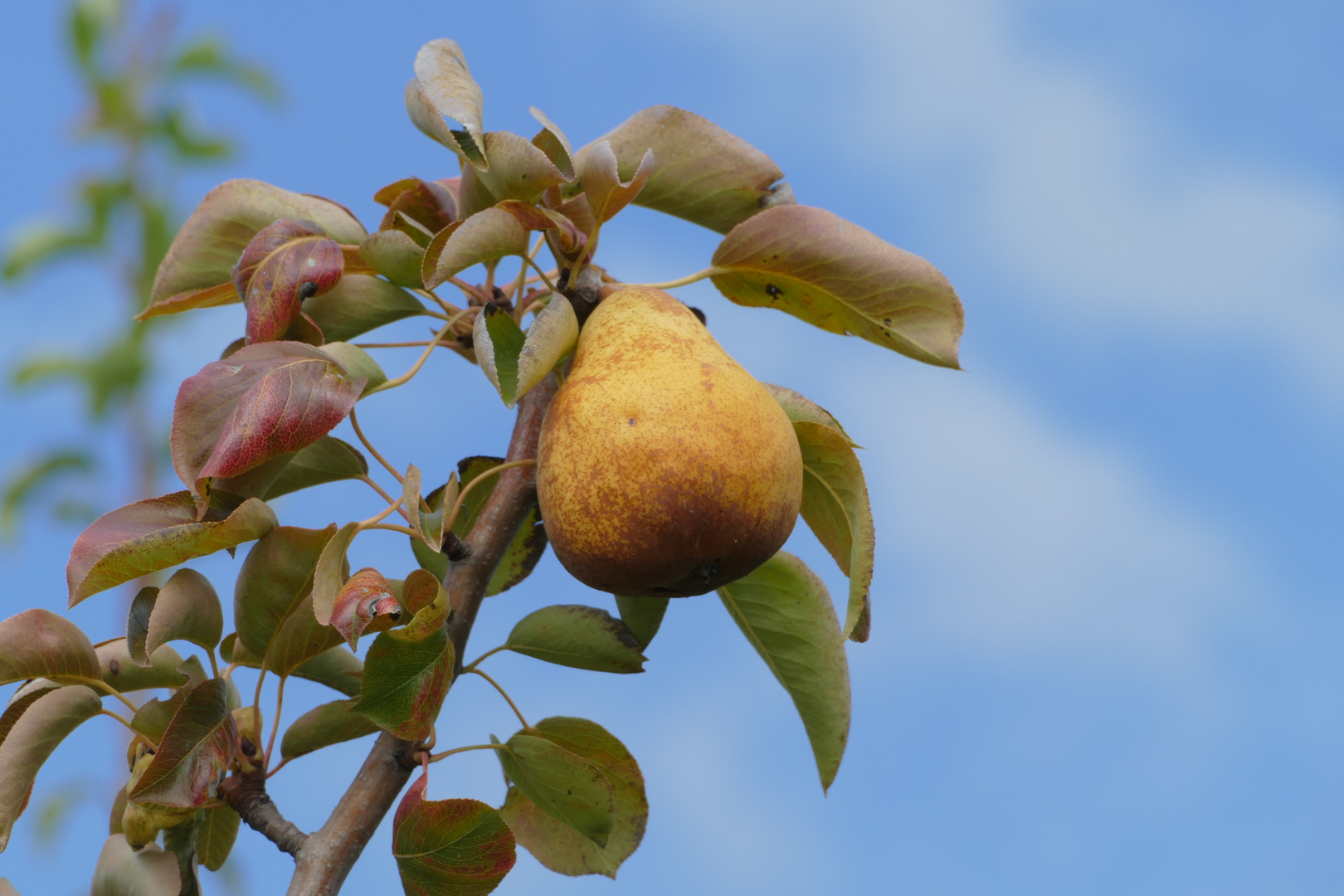 die Letzte in des Baumes Spitze