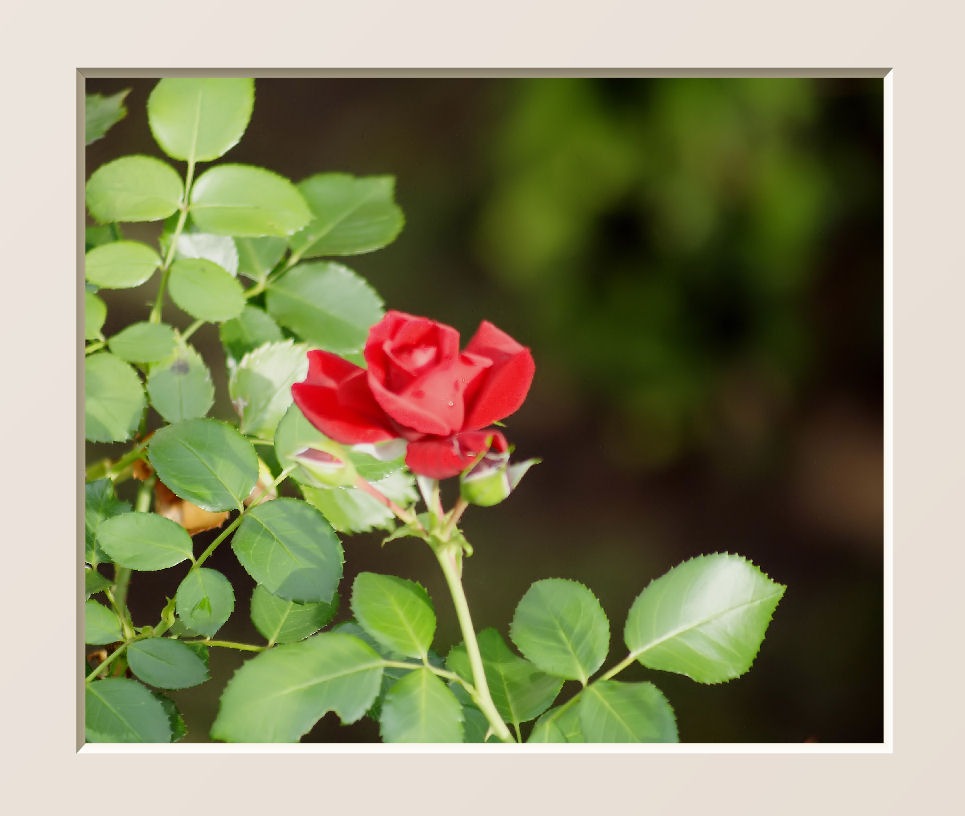 Die letzte Kletterrose (2)