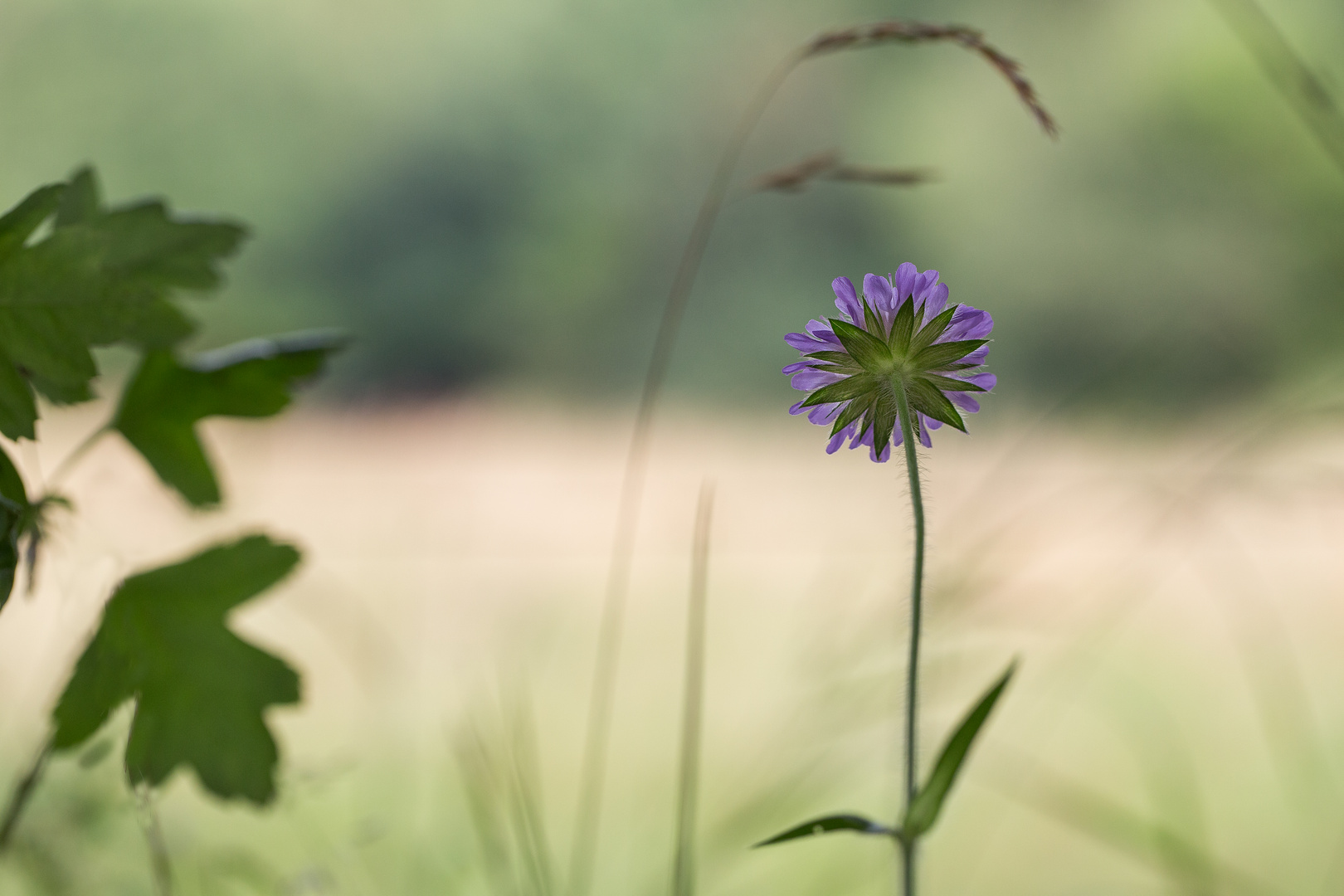 Die letzte Kornblume des Sommers ...