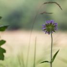 Die letzte Kornblume des Sommers ...