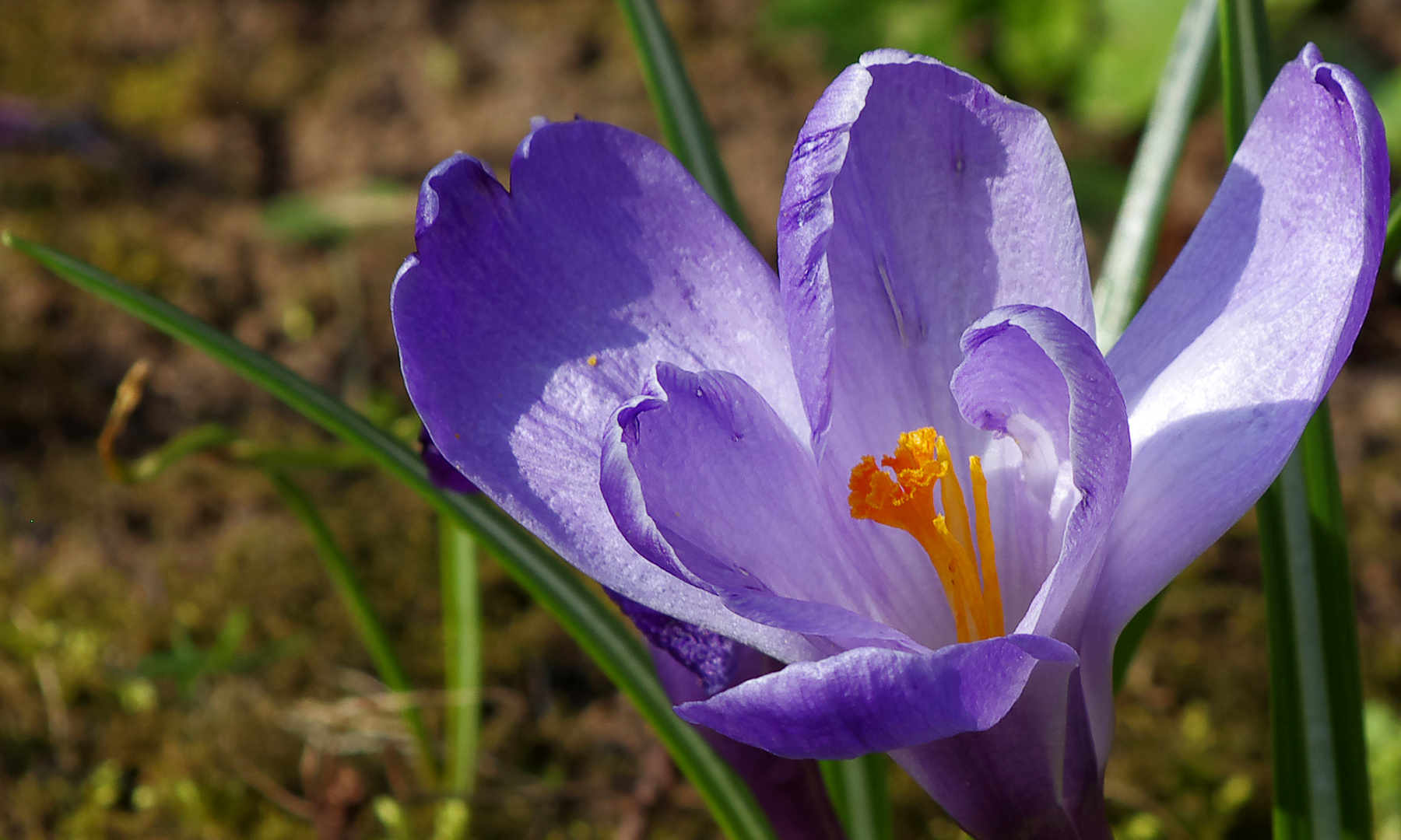 ..die letzte Krokusblüte