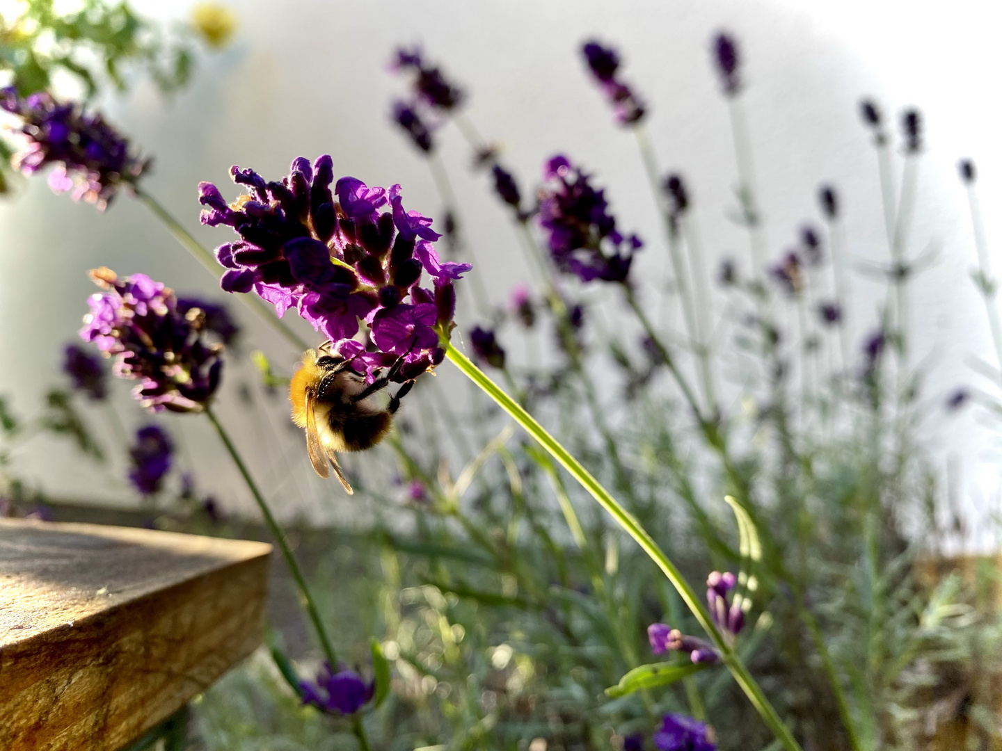 Die letzte Lavendelblüte