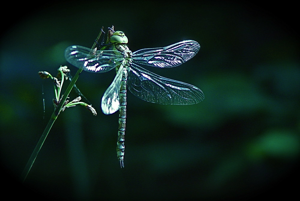 Die letzte Libelle des Sommers