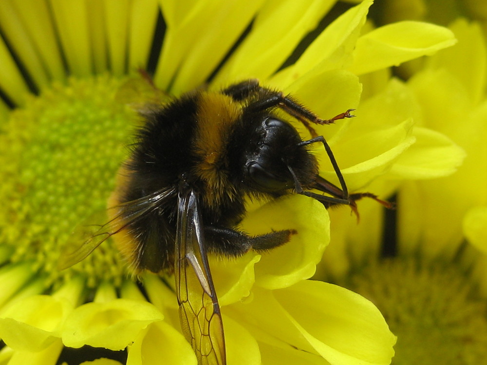 Die letzte liebe Hummel...