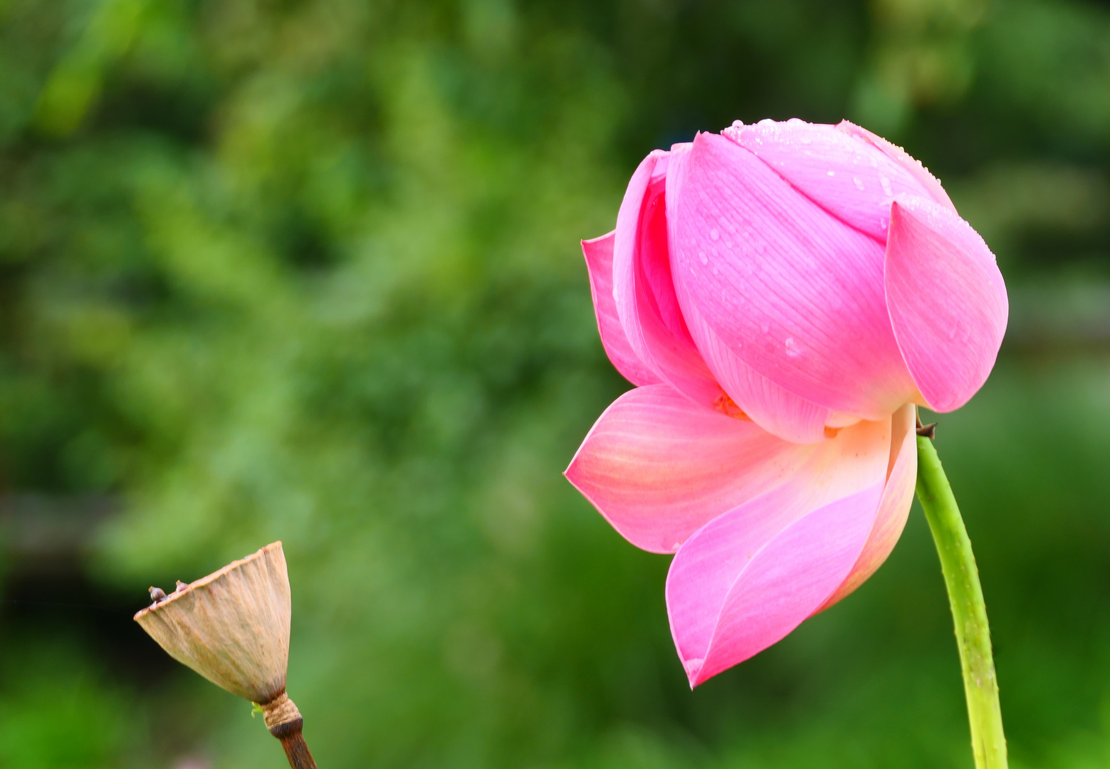 Die letzte Lotosblüte . . .