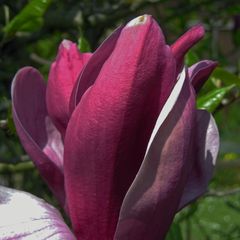 Die letzte Magnolie 2009